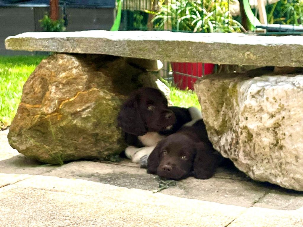 Chiots petit épagneul de Münster